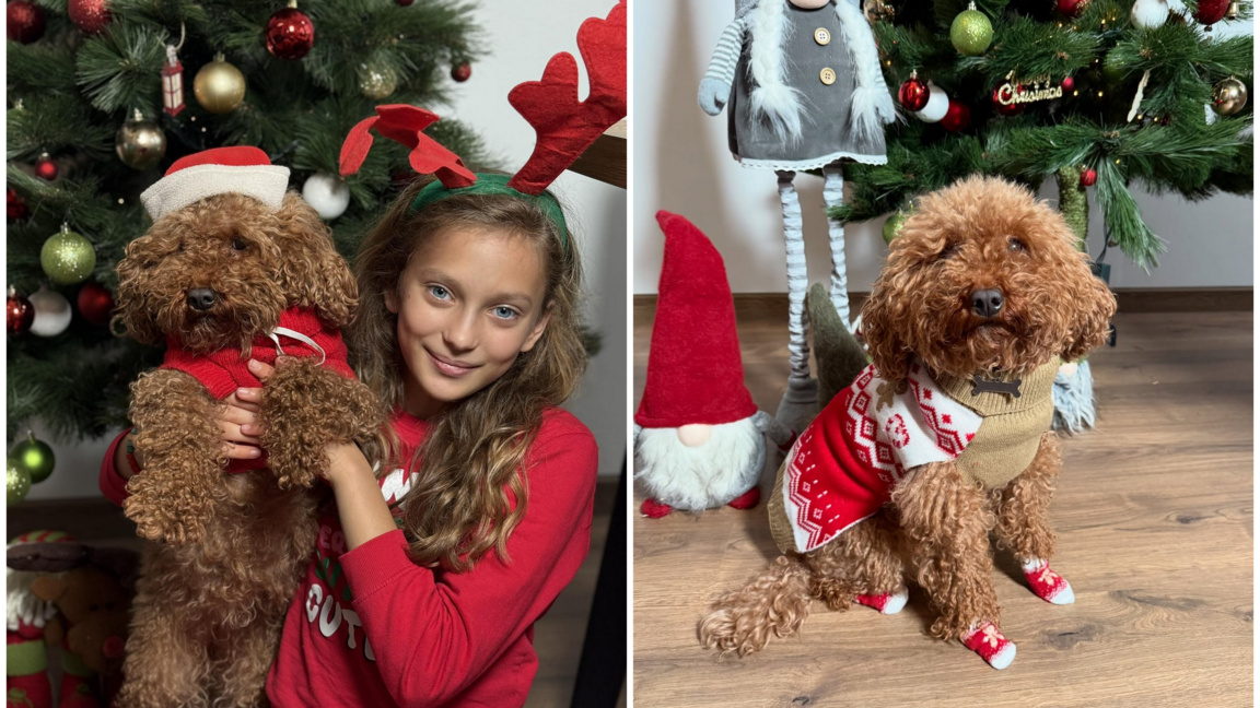 Подарък от Дядо Коледа с лапи: Историята на Скай