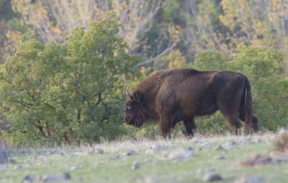 Популацията на европейския бизон у нас бавно се възстановява