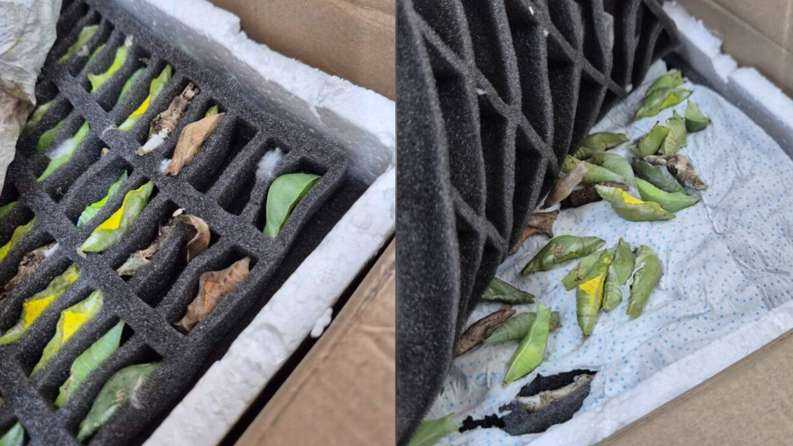 Border authorities prevent smuggling of tropical butterfly pupae to Türkiye