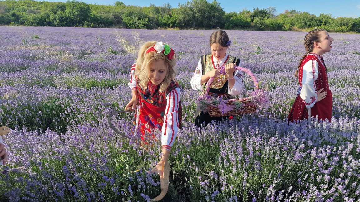 Lavender festival in Bulgaria draws visitors from around the world