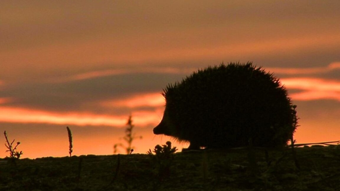 New WWF-Bulgaria campaign directs attention to wildlife