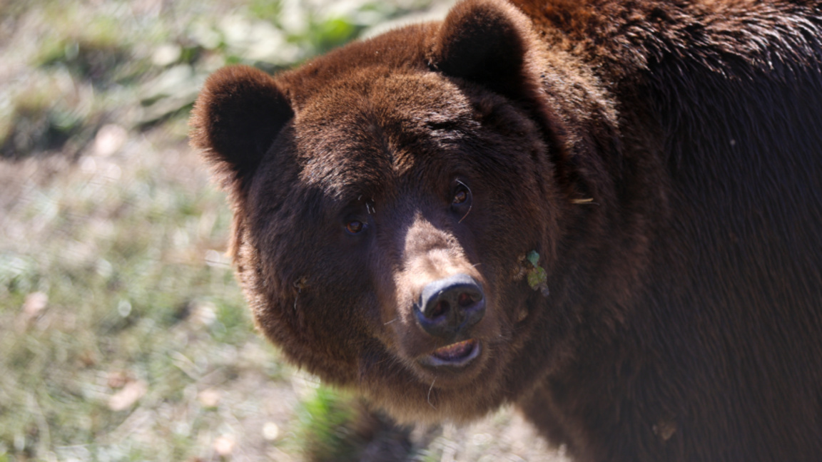 Warning: Bear! Incident in Karlovo sparks new debate about bears