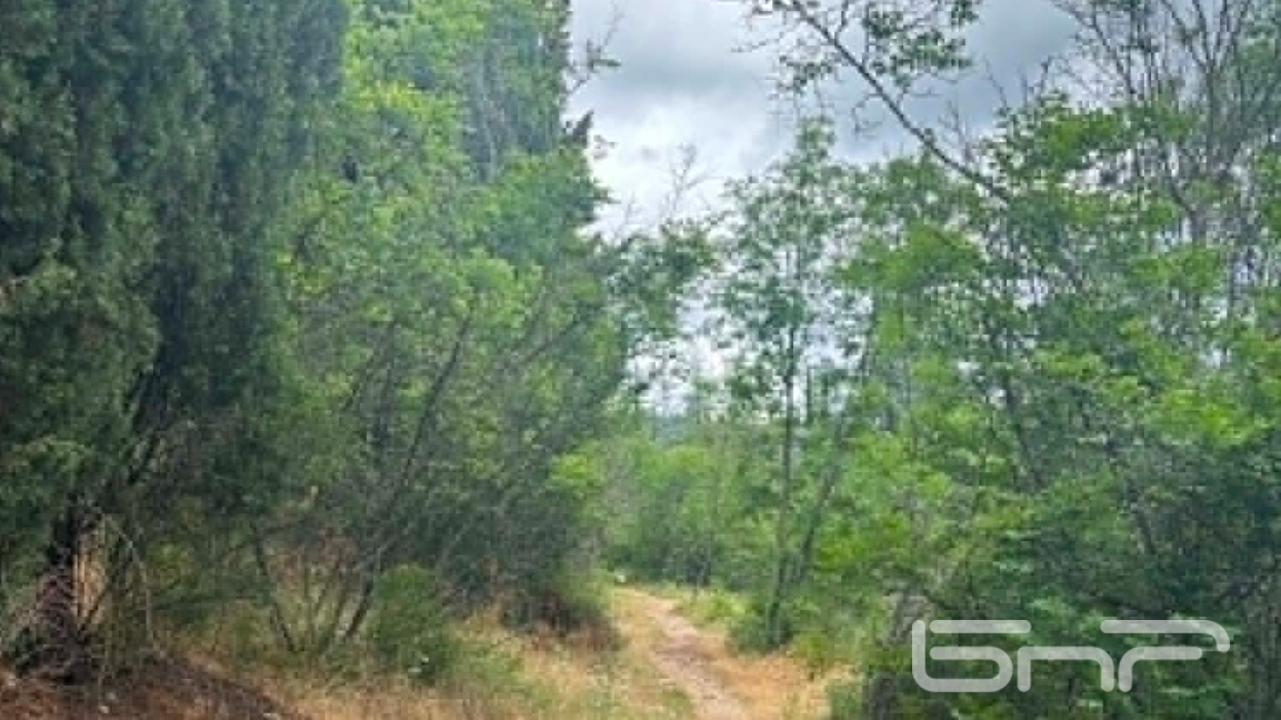 пътека