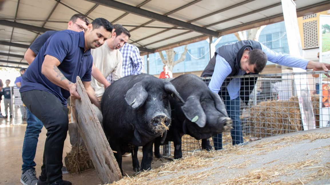 Испания: Армията влиза в битката с африканската чума по свинете