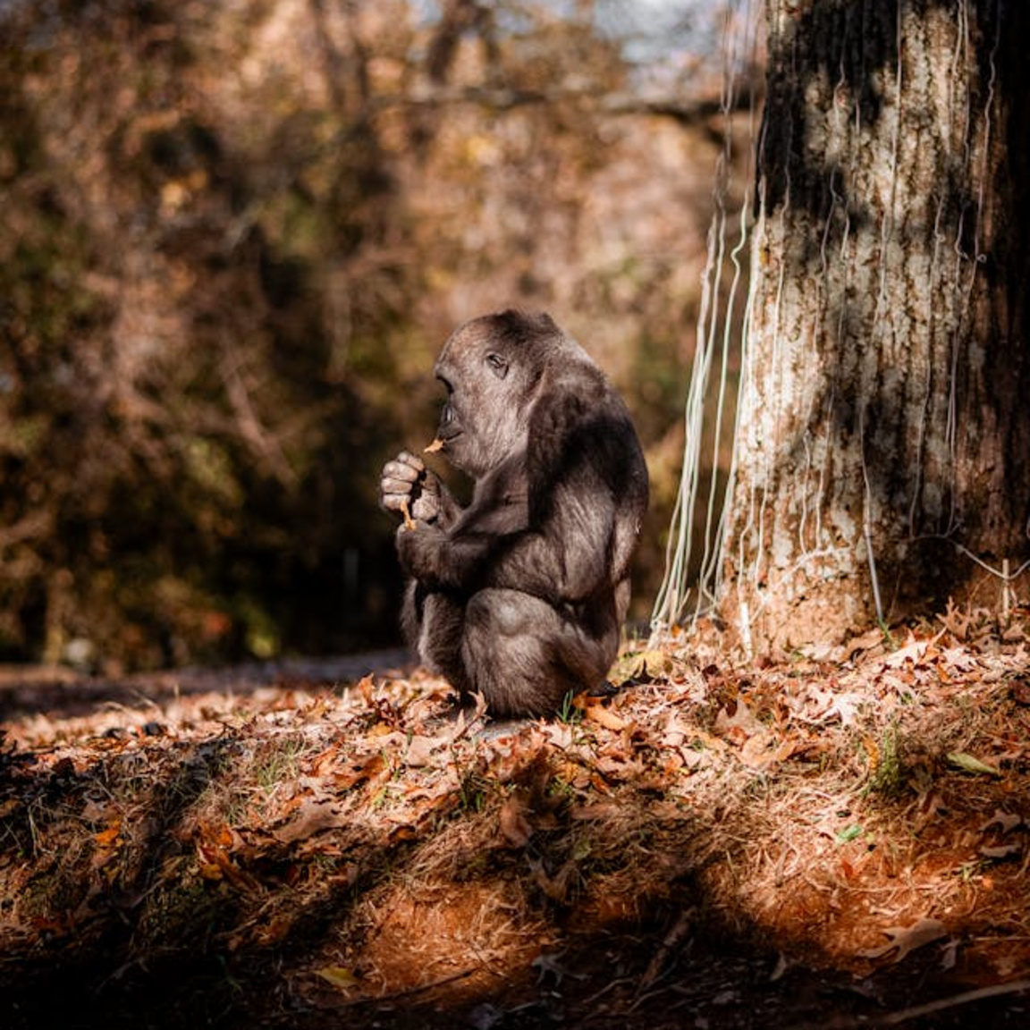 Eволюцията...