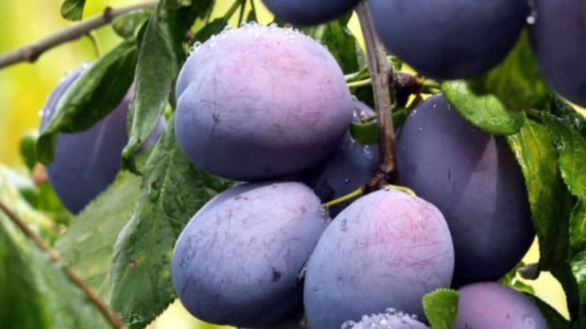 Fête de la prune à Troyan...