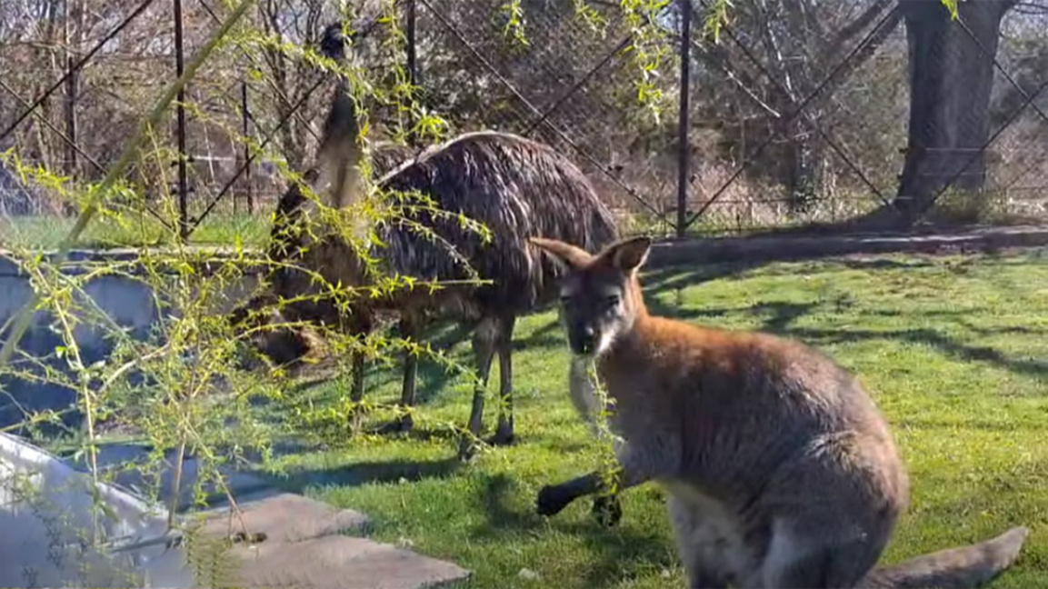 Много са сладки...