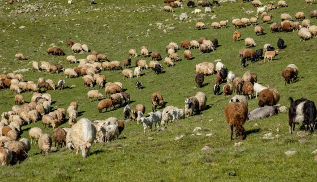 Koyun ve keçilerde çiçek hastalığı ile ilgili durum ciddiyetini koruyor
