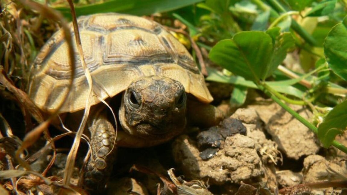 Une fête des dinosaures au profit des tortues...