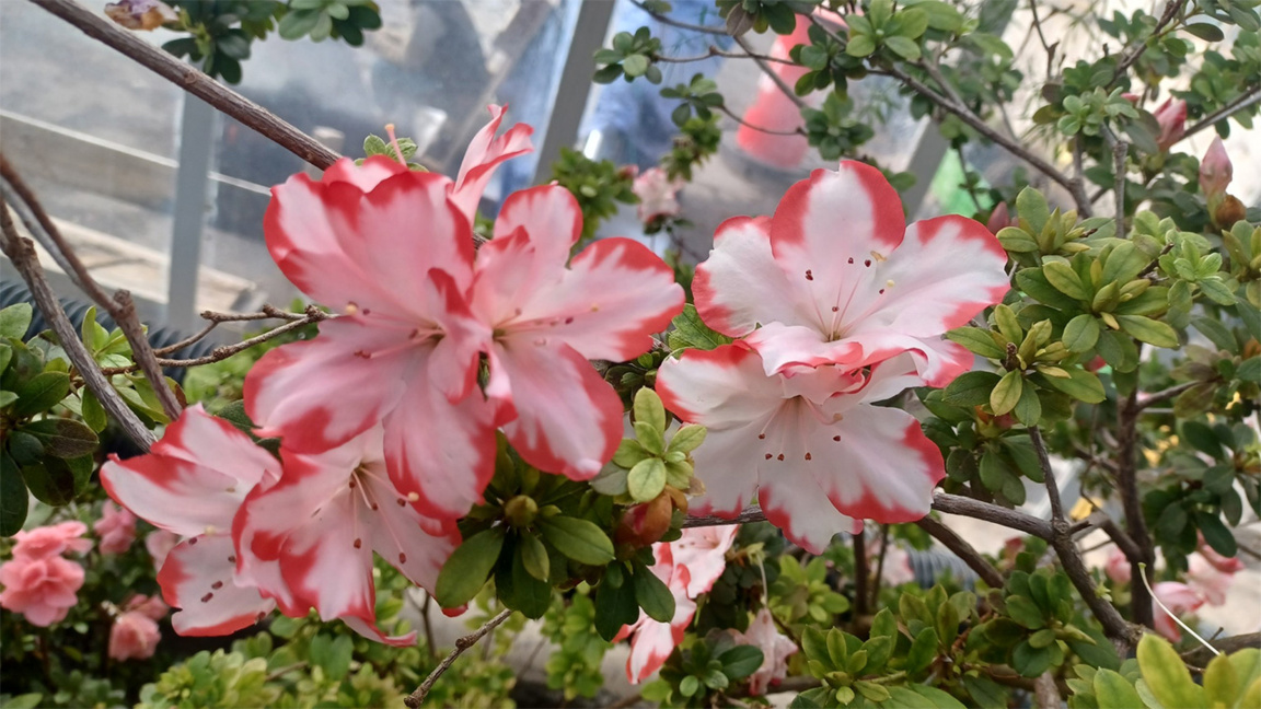 Azaleas y rododendros en el Jardín Botánico en Sofía  