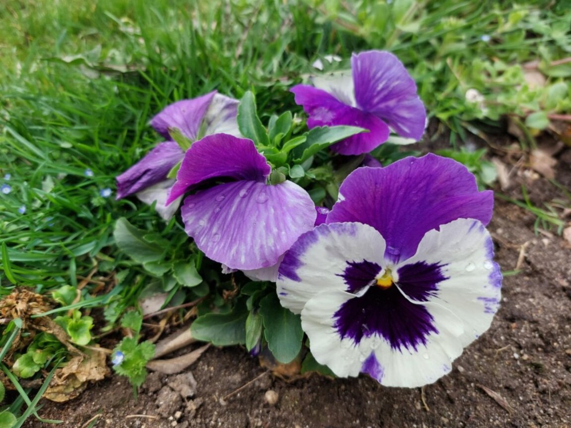 На село в Поляците