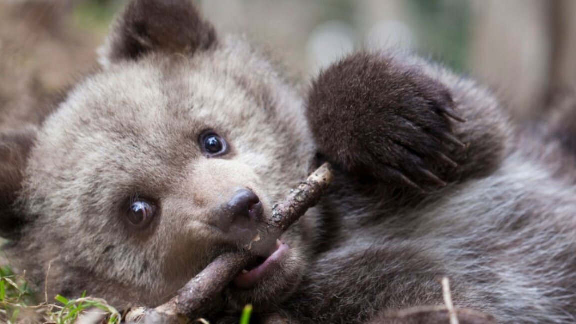 Pse dhe si të bëhemi "Mbrojtës i Ariut"?