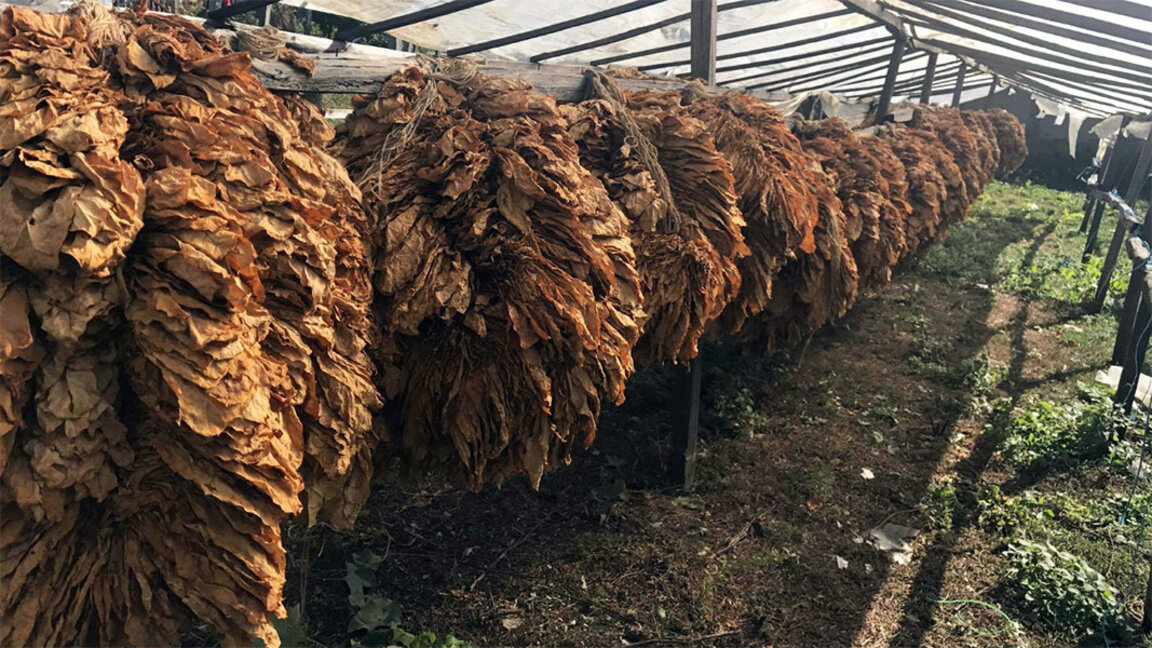 Les producteurs de tabac refusent de renoncer aux subventions européennes...