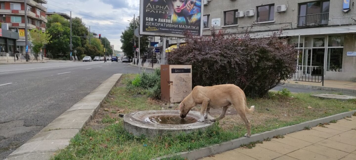 300 нови бездомни кучета преминават годишно през временния приют в Кърджали