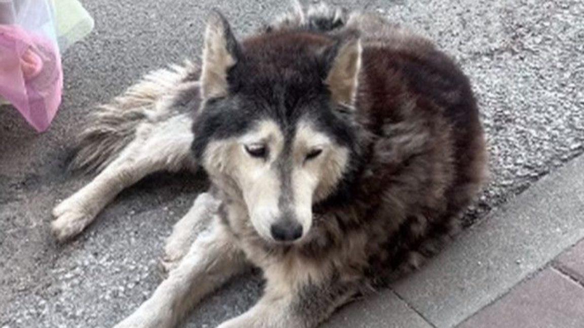 Прегазеното куче Мая