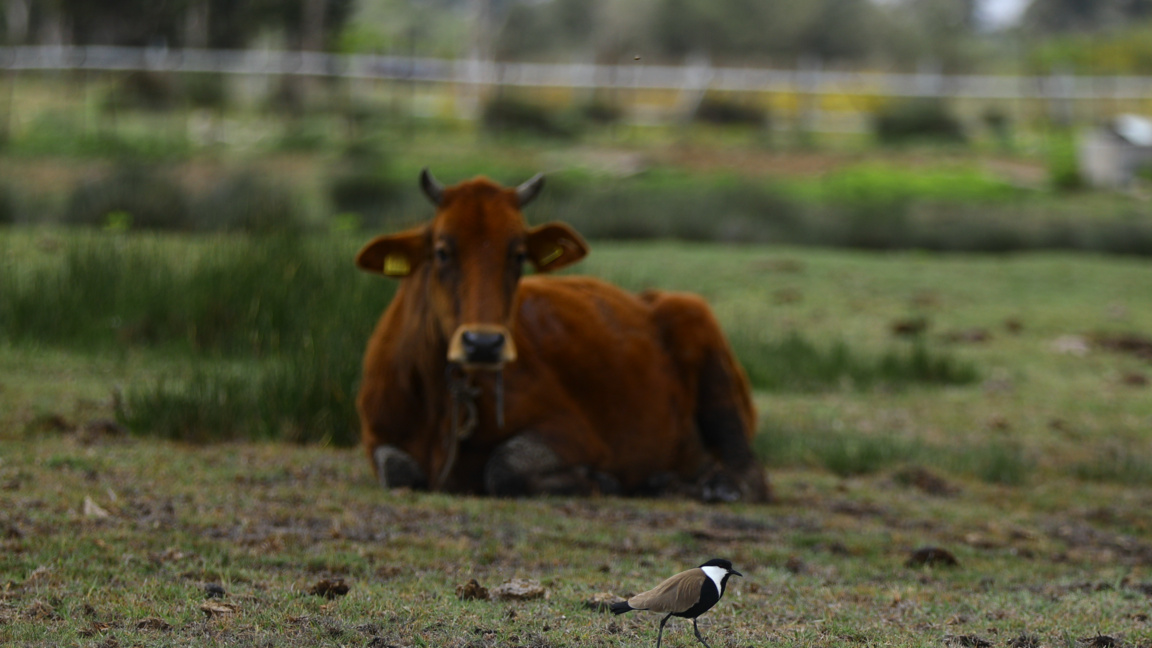 BABH: Silistra ilinde şarbon hastalığı görülen hayvanlardan sızdırma yapıldı