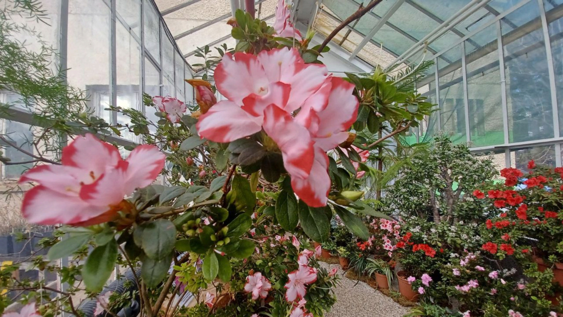 Le Jardin botanique de l’ABS, une oasis verte au cœur de l’hiver à Sofia
