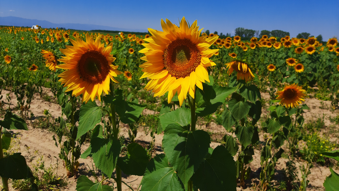 Tests find pesticides above limits in Argentine sunflower shipment to Bulgaria