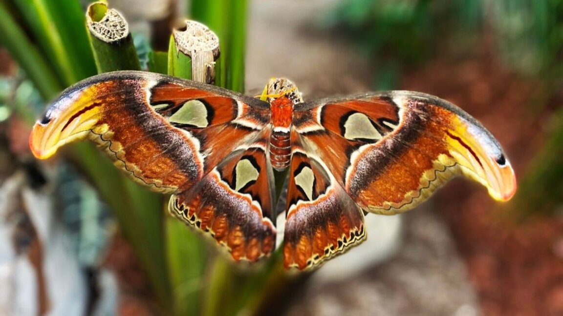 Festival in Plovdiv shows the diversity of butterflies