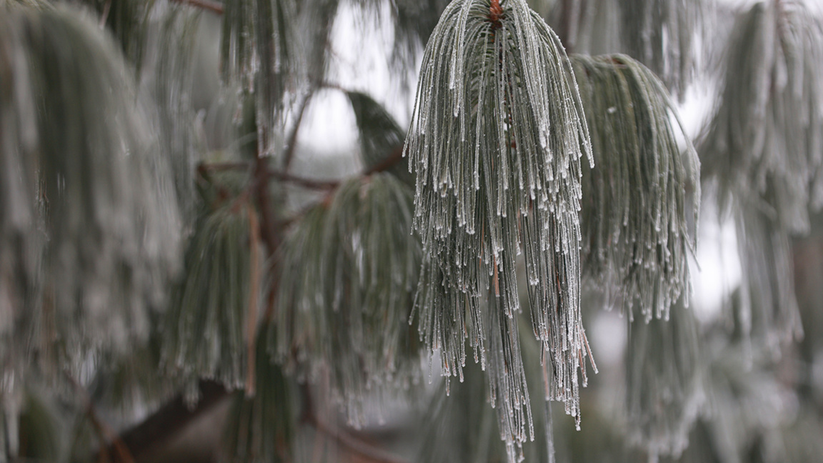 Yellow code for cold in 12 districts in Northern Bulgaria and Sofia region