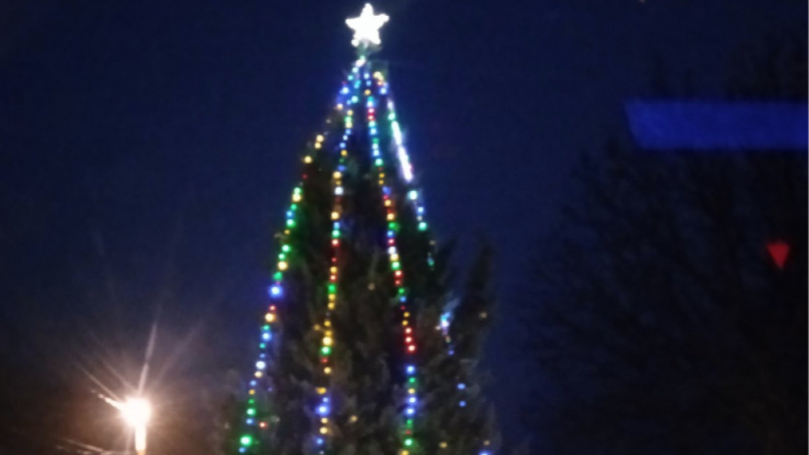 Елха, висока 30 м., украсиха в родното село на св. Иван Рилски - Скрино