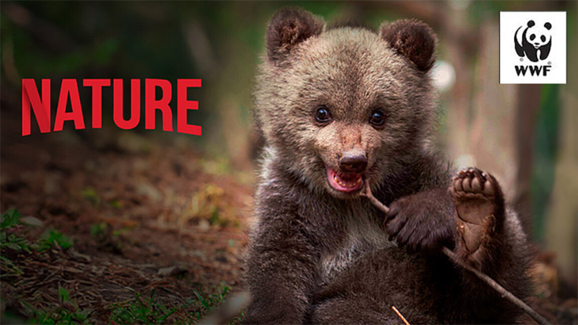 WWF Bulgaria ayıların korunmasına dikkatleri çekti