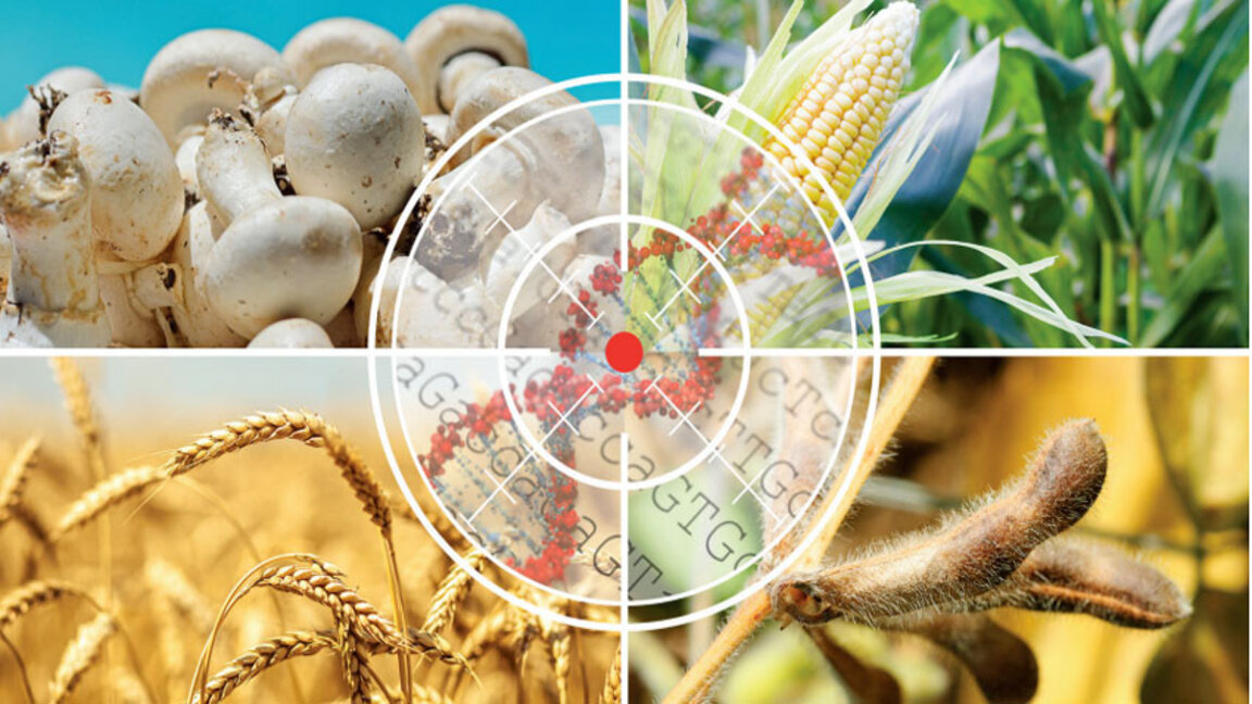"Агролинк": Патентите за новите ГМО ще създадат проблеми за земеделците в ЕС