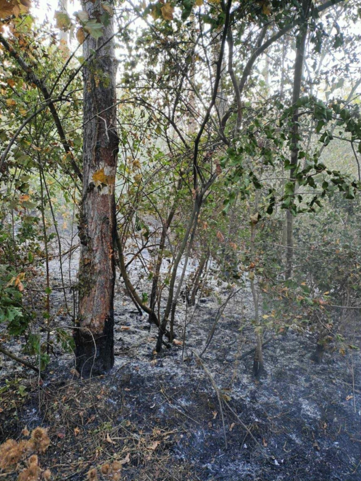 От началото на годината близо 1700 пожара са гасили във Варна