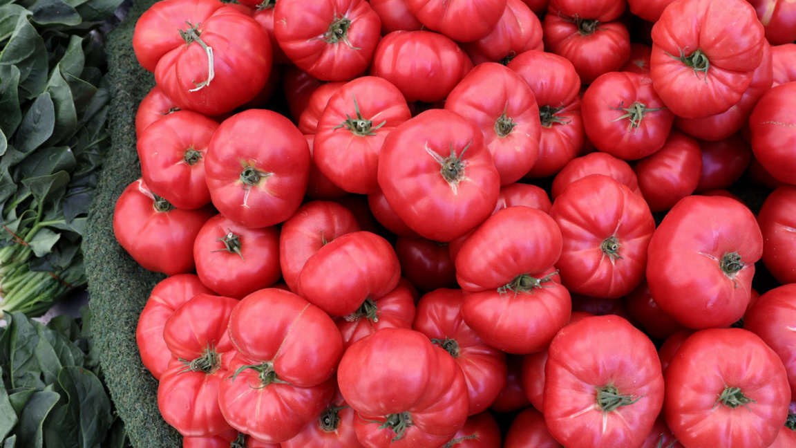 Wettbewerb für bulgarische Tomaten bringt zum 11. Mal Gärtner in Ungarn zusammen