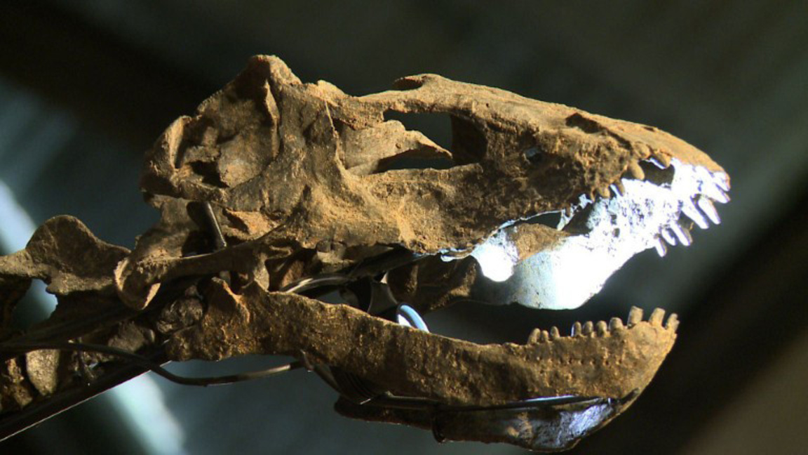 Палеонтолози идентифицираха нов вид гигантски морски хищник -Tylosaurus rex