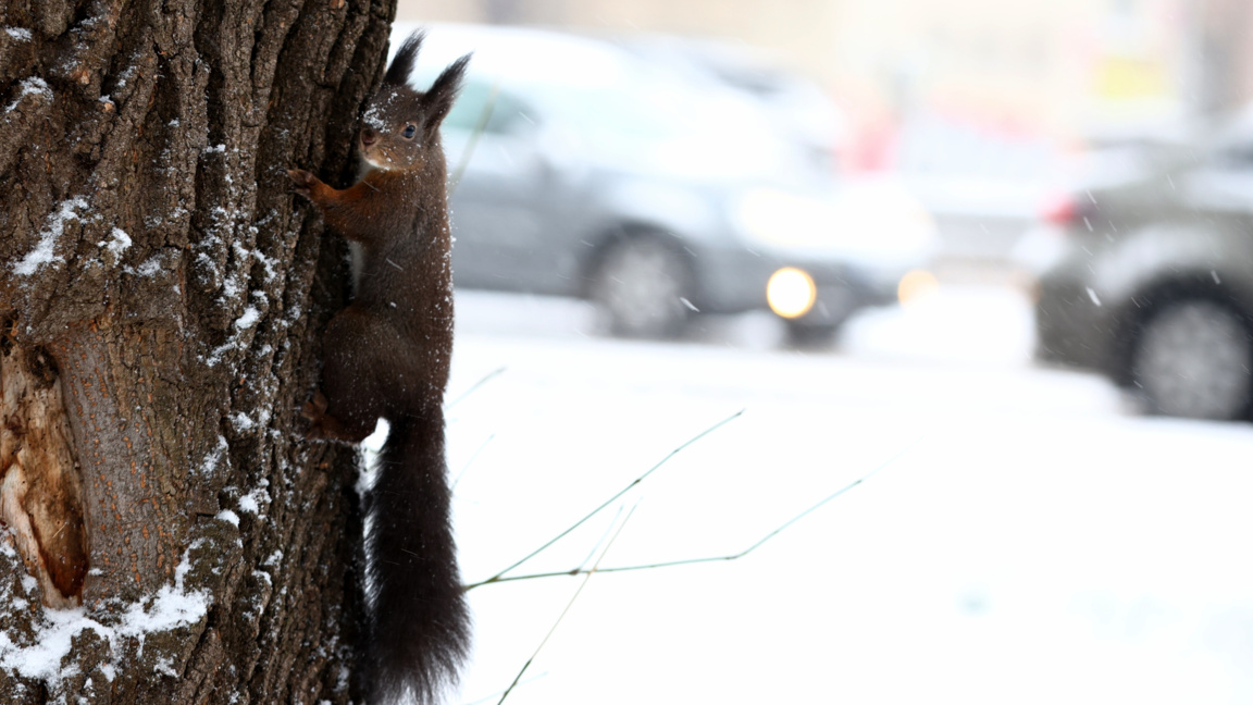 Прогноза за времето