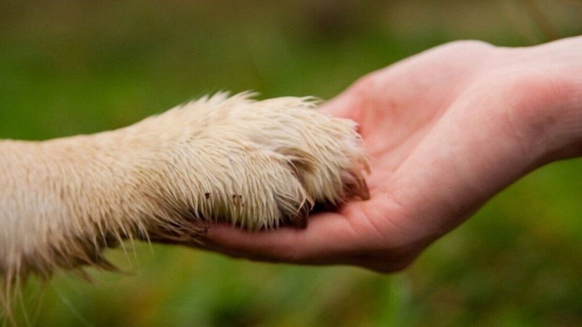 Стоян Ставру: Близостта до човека формира мнението за правата на даден вид животно