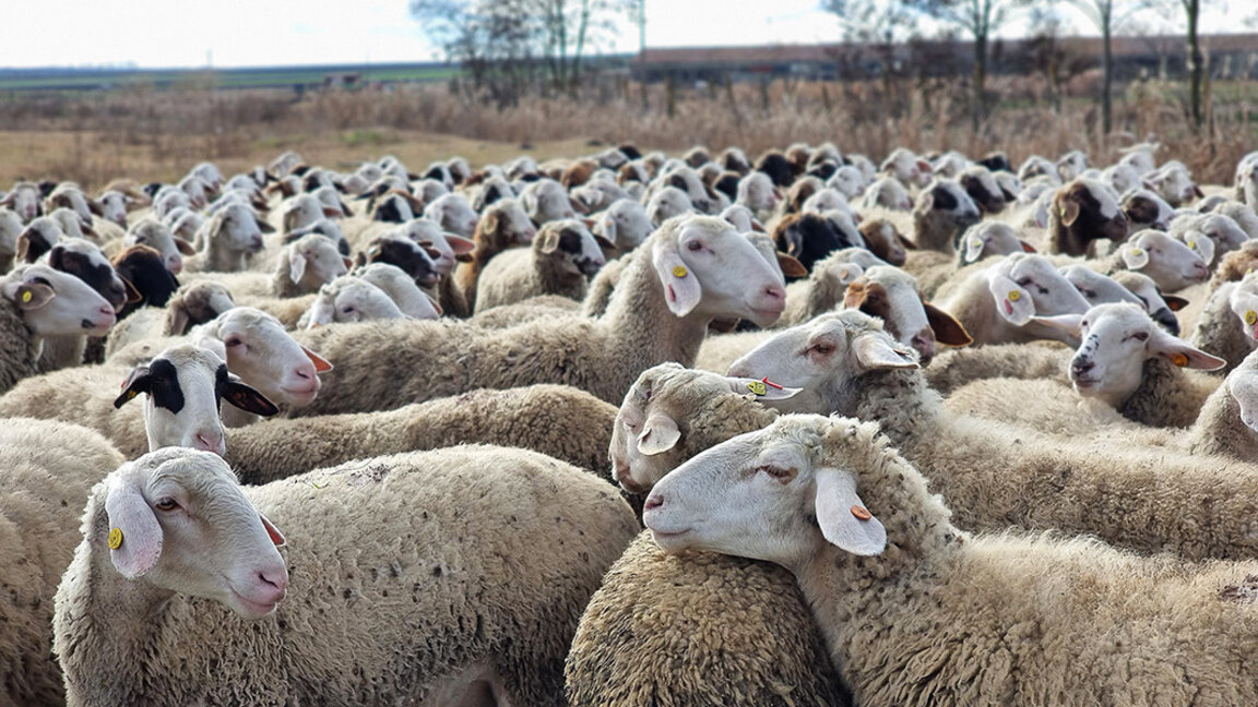 Over 1,000 sheep are being killed in the Kazanlak village of Sheinovo due to smallpox