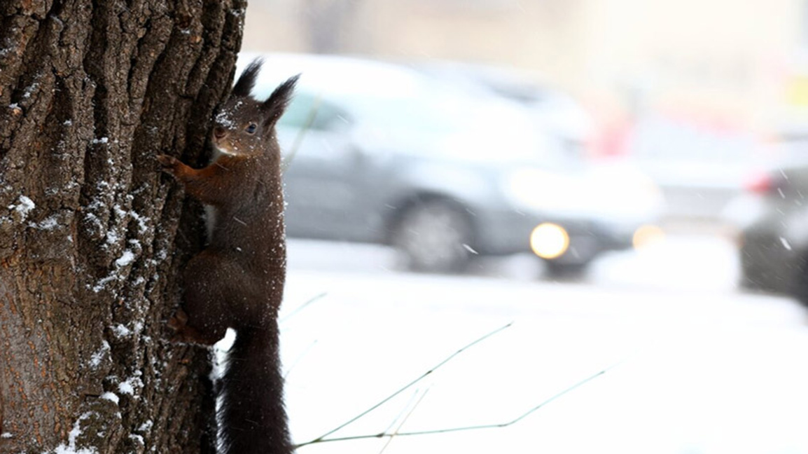 катерица през зимата, зима, сняг