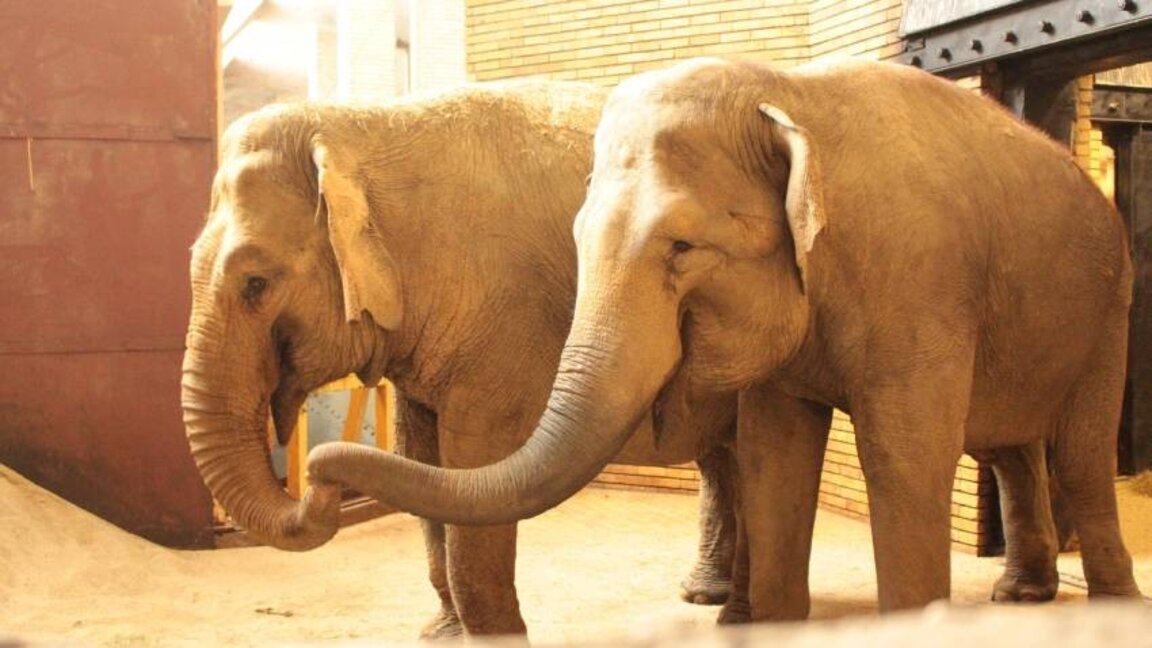 Sofioter Zoo heißt Elefantendamen Frosja und Louise willkommen