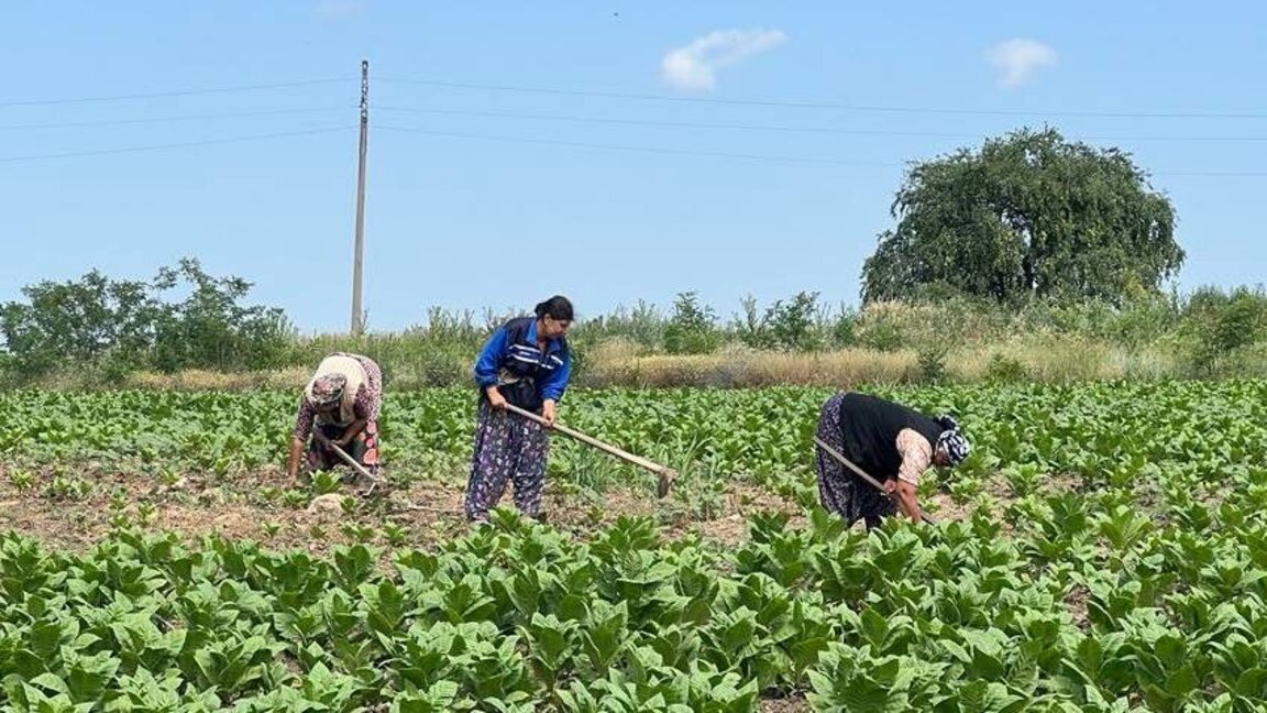 Gündelikçilik Deliorman’da yüzlerce hanenin tek gelir kaynağıdır