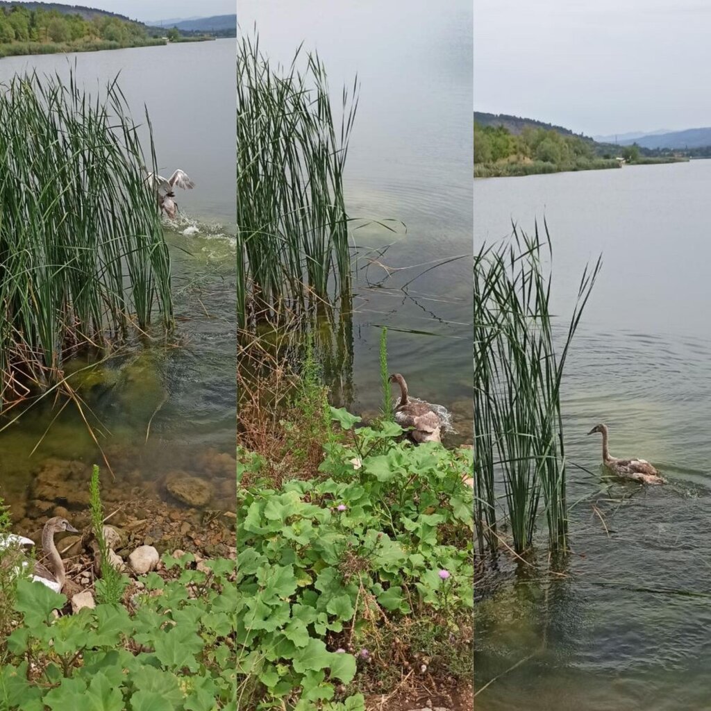 Неми лебеди спасиха във Враца