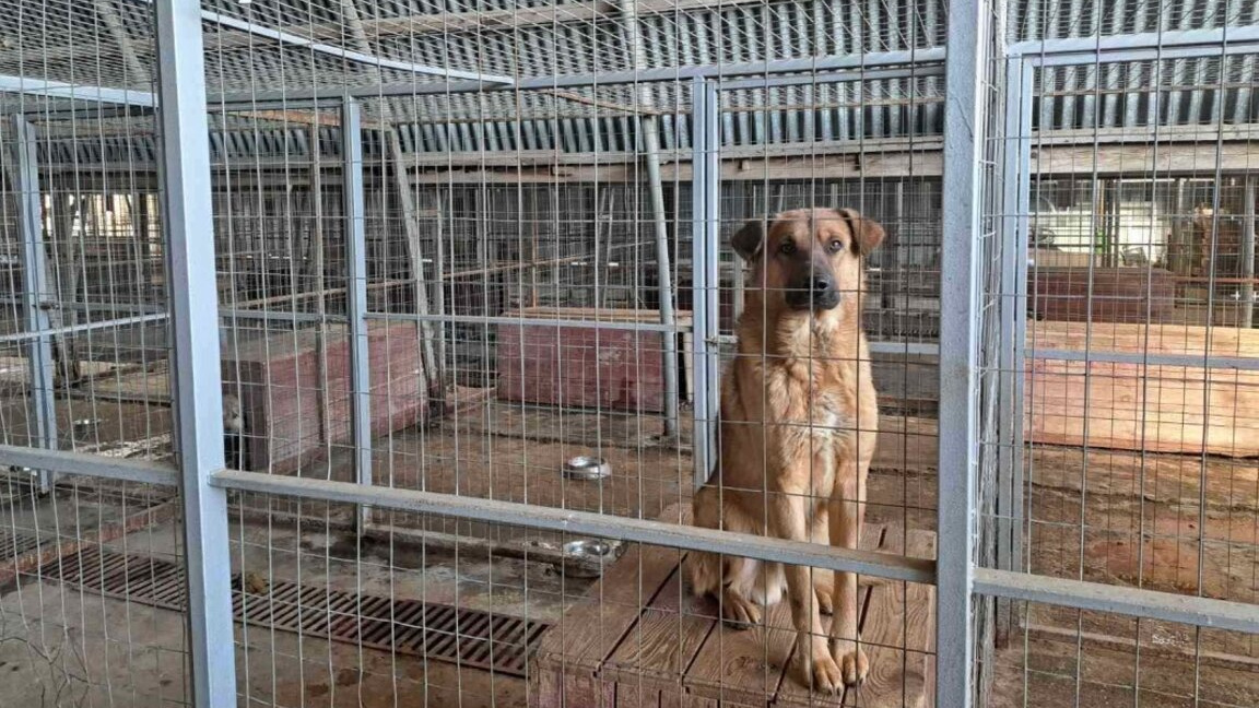 Не достига персоналът в приюта в Каменар, капацитетът му е запълнен 