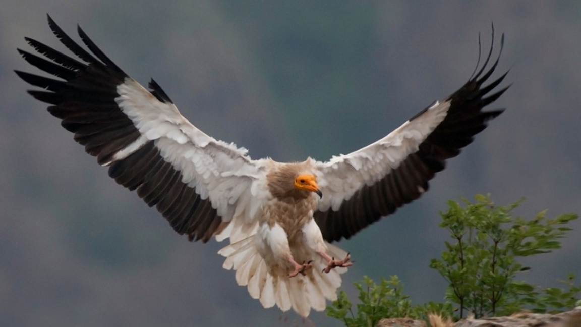 Стойчо Стойчев: Станахме свидетели на чудо в природозащитата