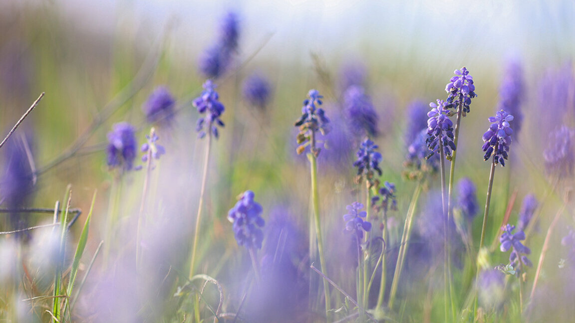 Прогнозата за времето