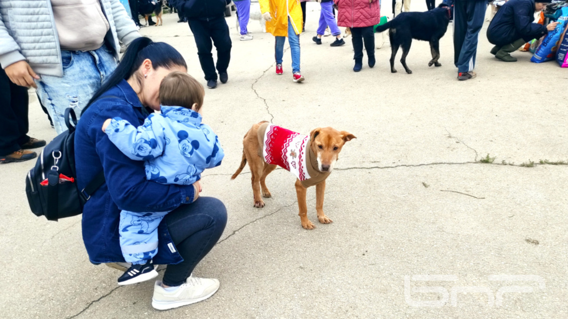 Приютът в Каменар събра с коледна инициатива любители на четириноги