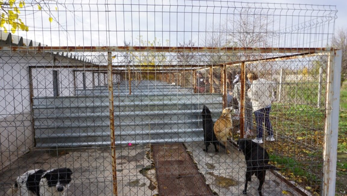 Доброволци помагат в приюта за кучета във Видин
