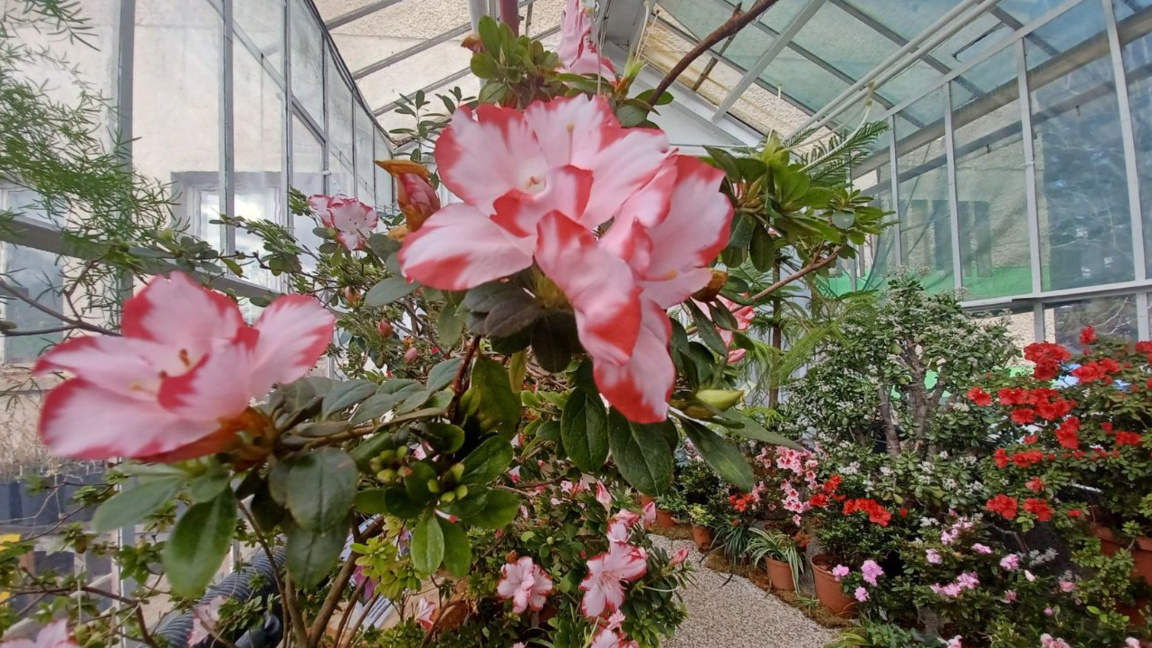 Në oazën e gjelbër të Sofjes – Kopshti Botanik i Akademisë Bullgare të Shkencave