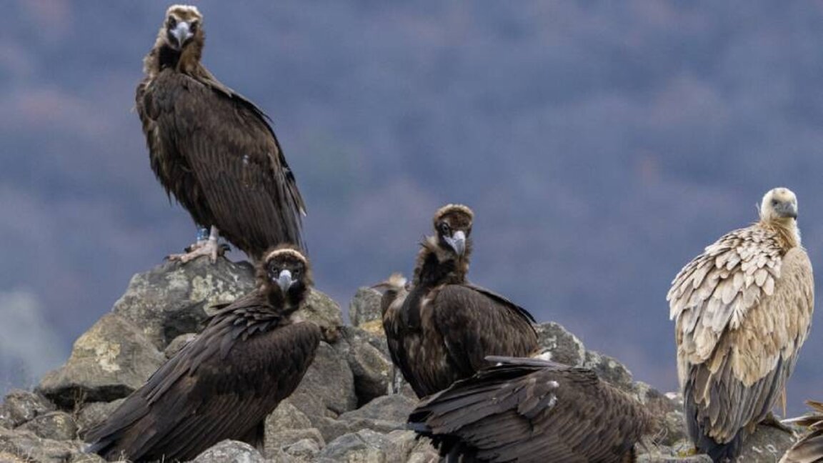 Buitres negros salvajes del hábitat de España fueron donados a Bulgaria