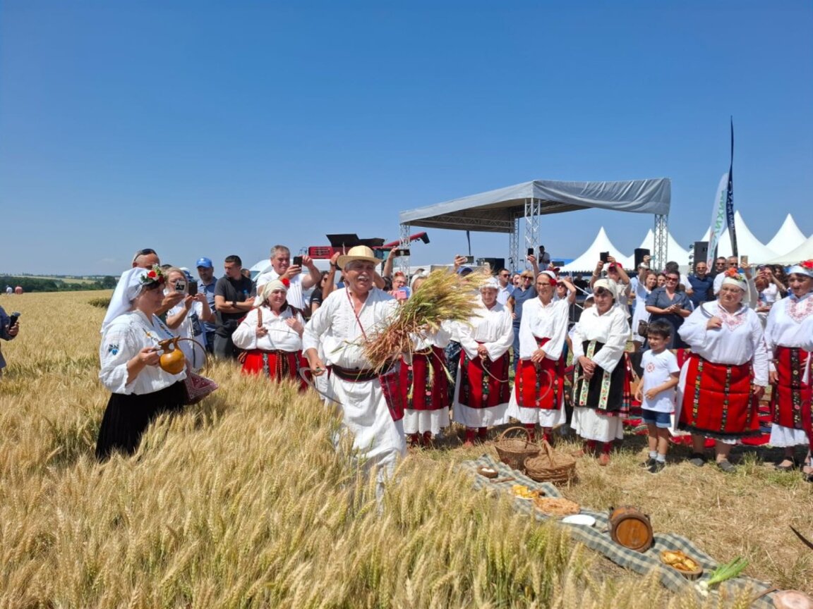 Comienza la cosecha: Bulgaria mantiene su posición como productor de grano de calidad