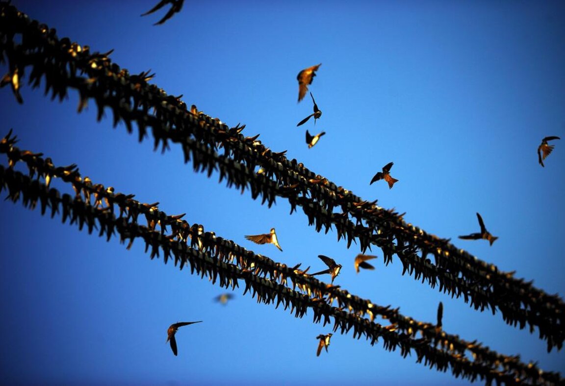 Τα αποδημητικά πουλιά ετοιμάζονται να πετάξουν προς τον Νότο