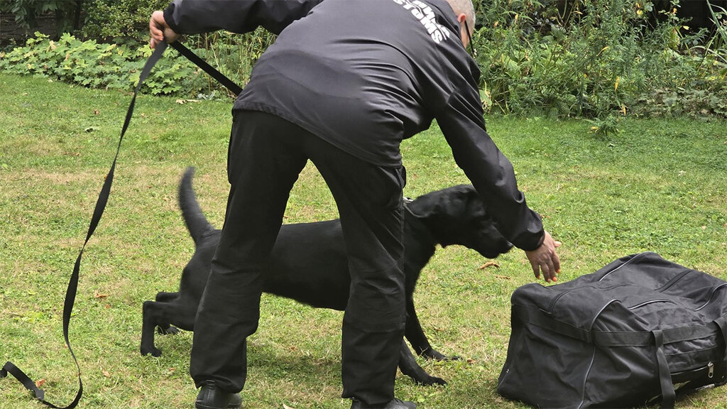 Three UK-trained customs detection dogs begin work in Bulgaria