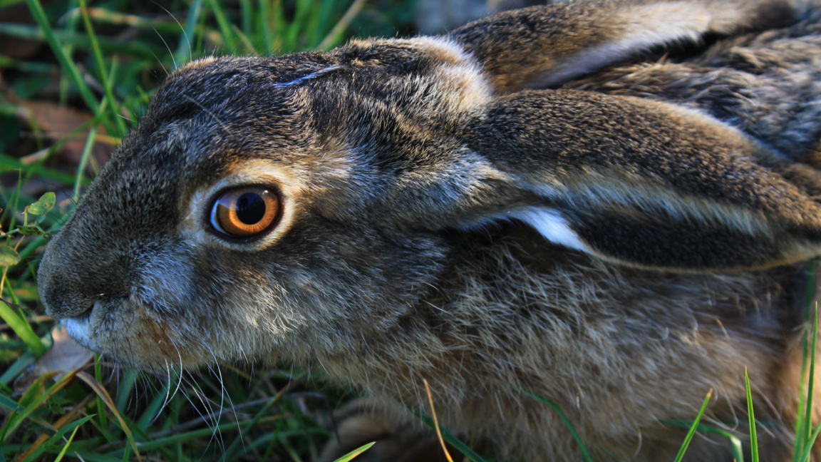 Четете умни книги днес, за да не ви се налага да четете утре забранени
