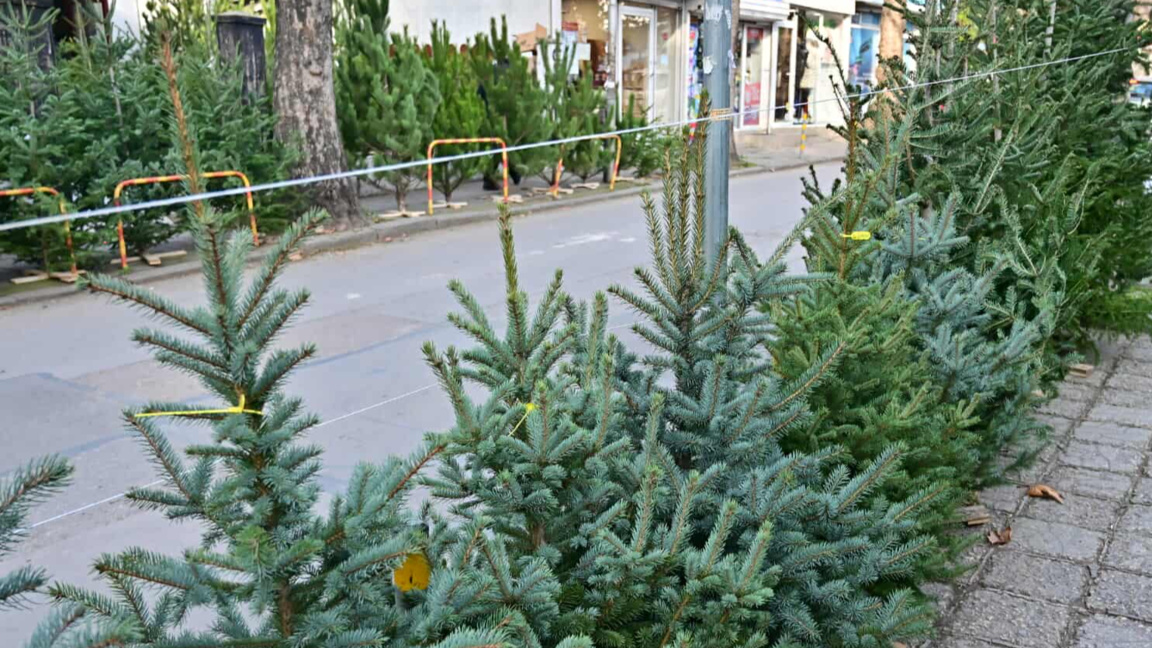 Във Варна елхите на пазара от 30 до 300 лева