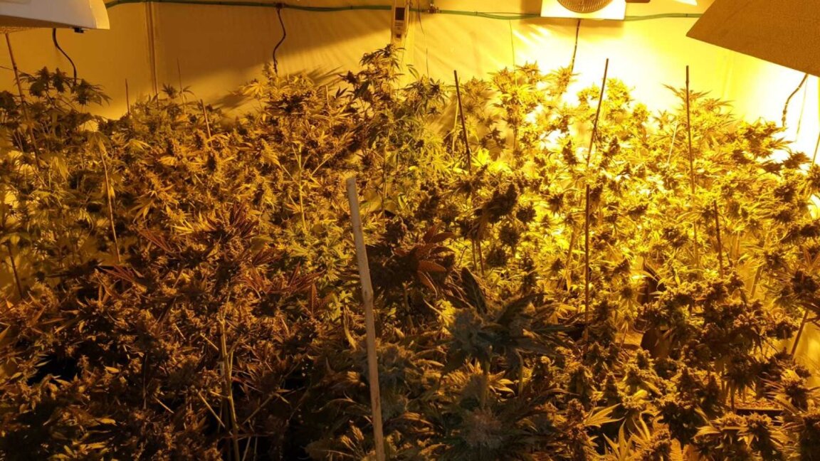 Разбиха оранжерия за канабис в бивша мандра в Кюстендилско